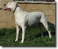 Argentinsk� doga-fena3 roky