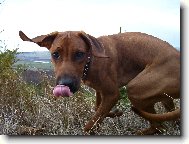 Rhody-4 m�s�ce