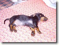 Spink�m