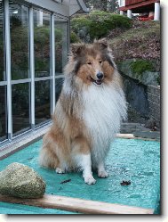 kolie dlouhosrst�