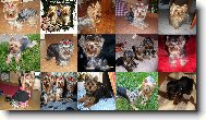 v�ichni jore�ci pohromad� juu :)