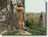 PitBull \"MAILO\"