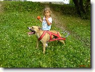 PitBull \"MAILO\"