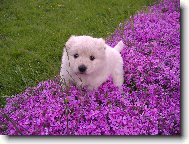 n� bobek