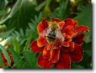 V�el� pylnost