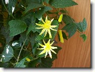 mu�enka citrina