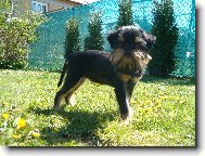 Na�e Lorrynka