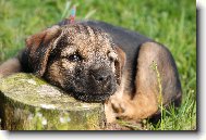 Argo Horsk� Lovec