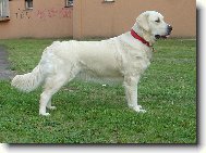Voln� postoj