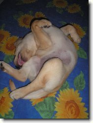 Mulo mal�