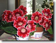 glox�nia