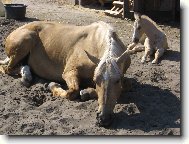 odpoledn� siesta