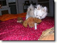 v�t�zstv�