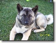 AMERICK� AKITA