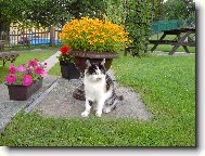L�zinka