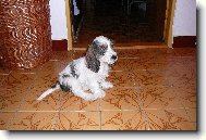 Josefina Elve Bohemica �t�n�