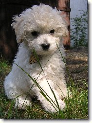 Vil�kovi je 8 t�dn�