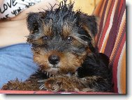 Max�k