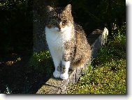 �ofinka