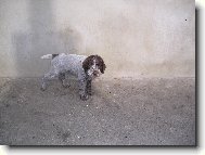 B�ra Od pansk�ho rybn�ka