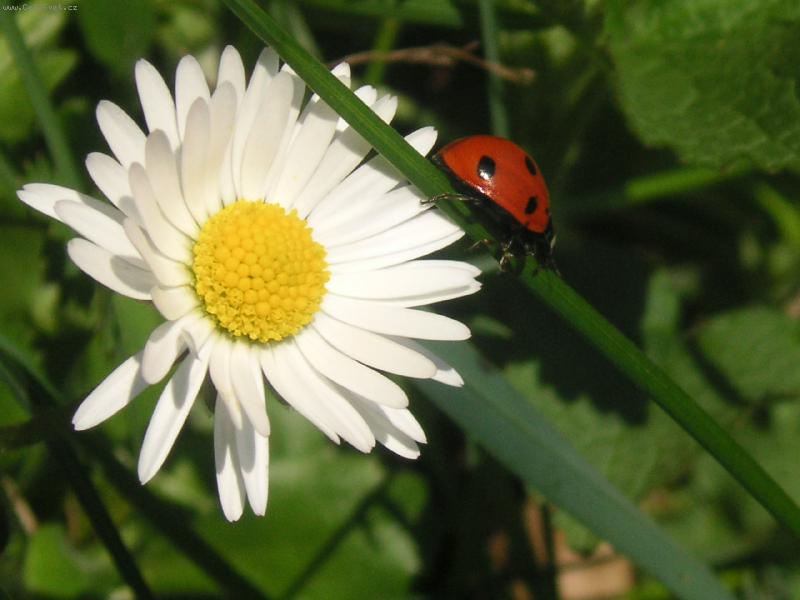 Foto: beruska