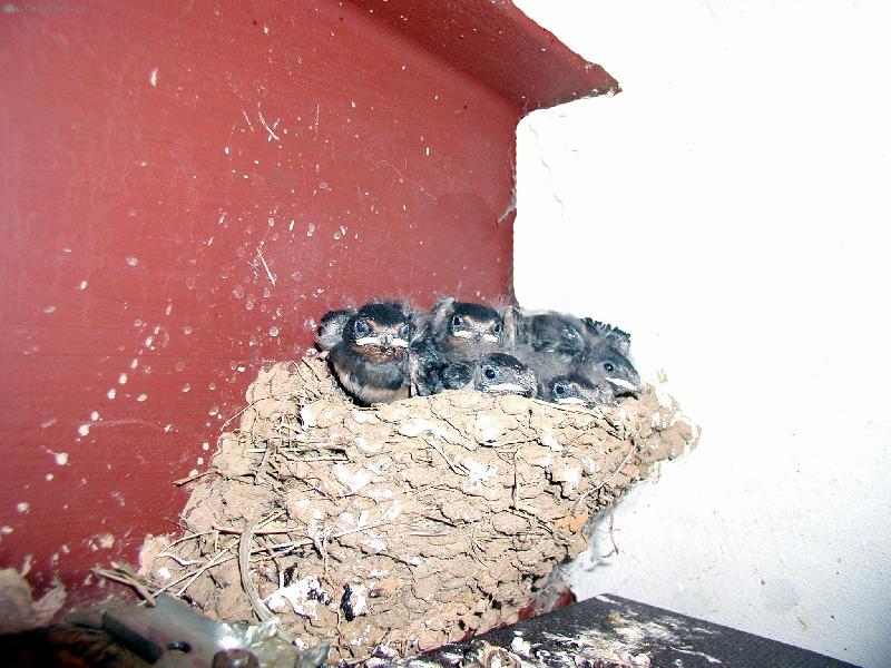 Foto: sourozenci