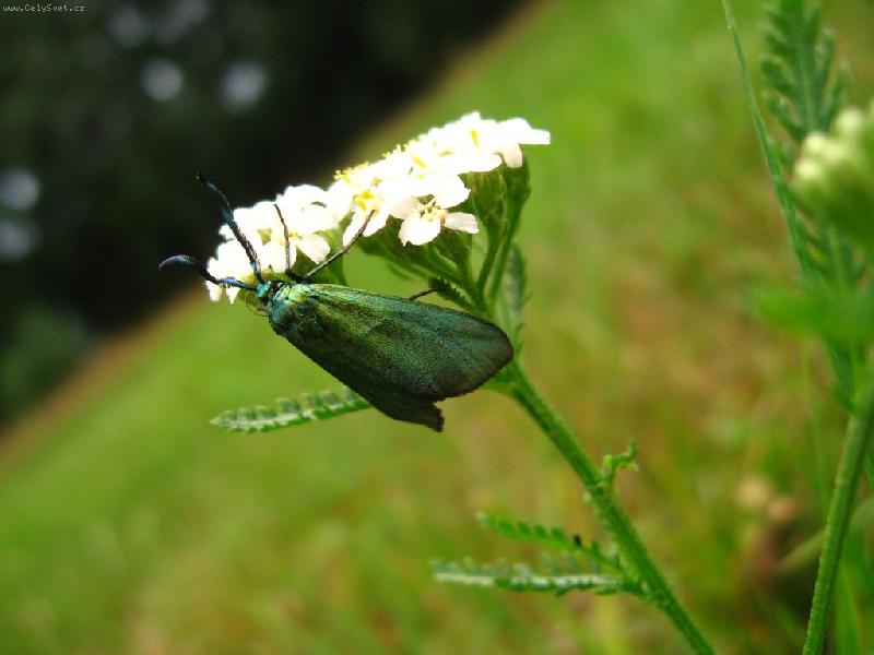 Foto: Symbioza