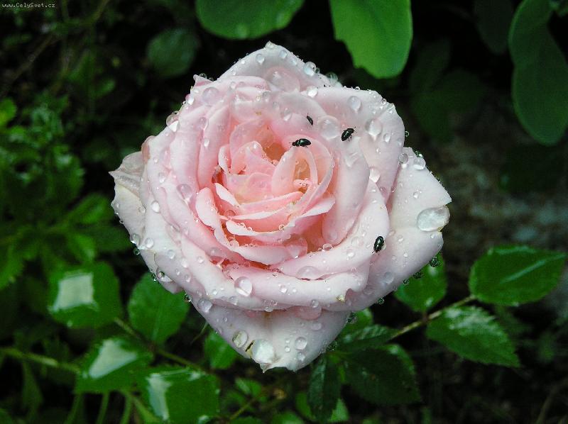 Foto: Rosa