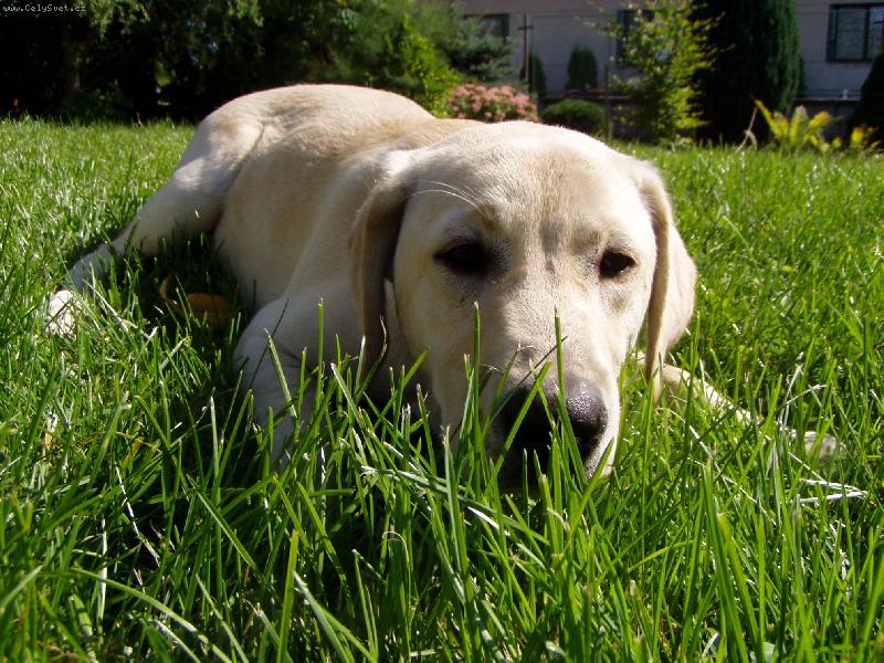 Foto: Apollo