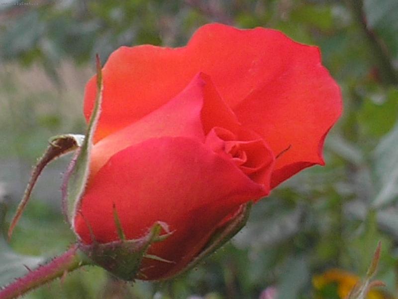 Foto: R��e