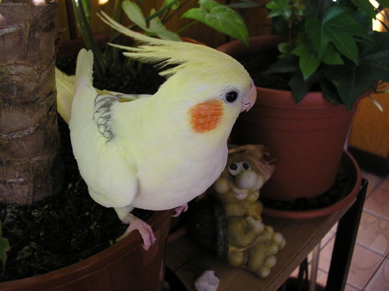 Foto: Pep�na