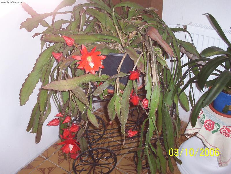 Foto: kentia