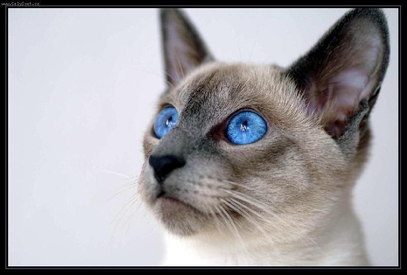 Foto: Chilli