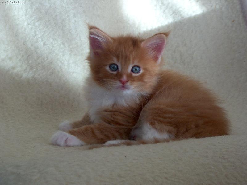 Foto: Amber