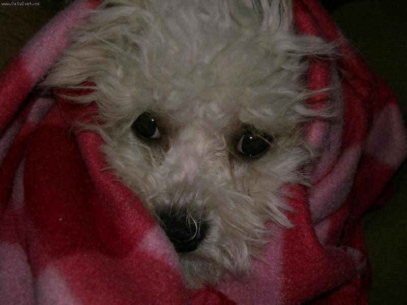 Foto: babka