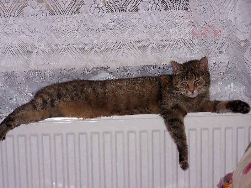 Foto: siesta
