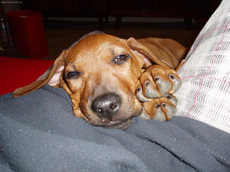 Foto: Spink�m....