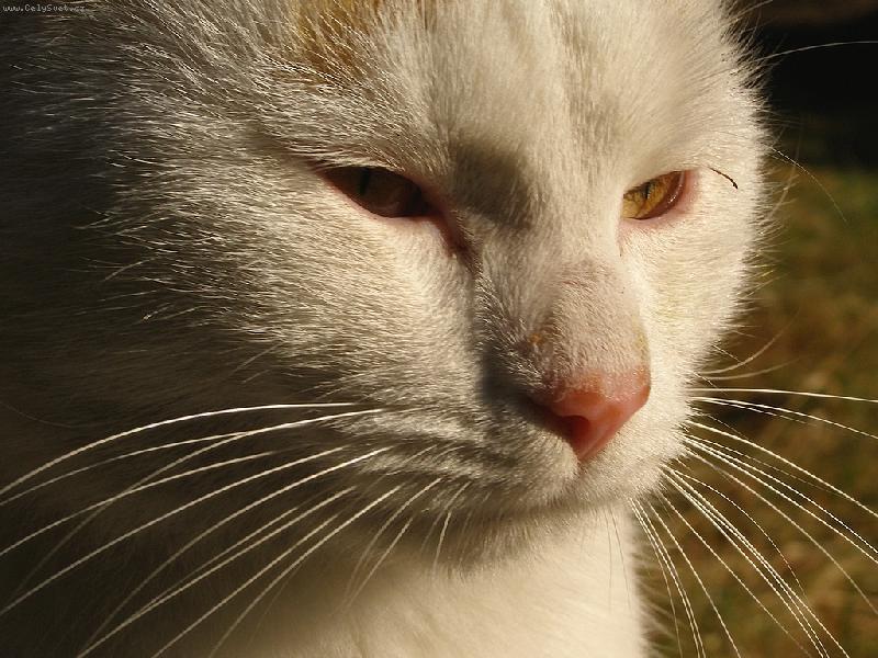 Foto: Nanuk