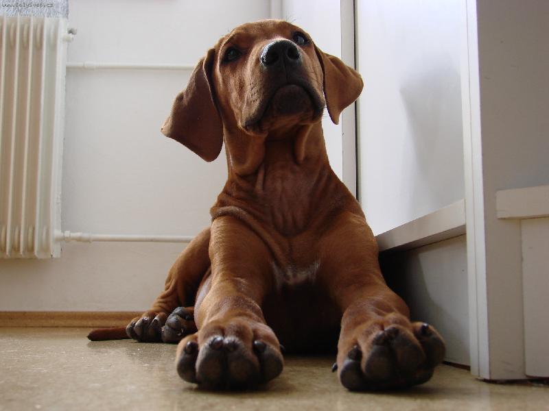 Foto: Montego