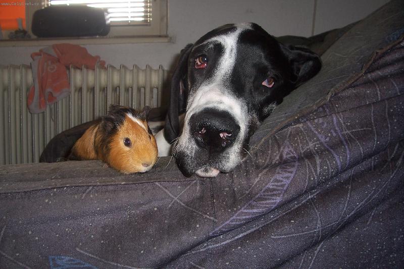 Foto: Kamar�di