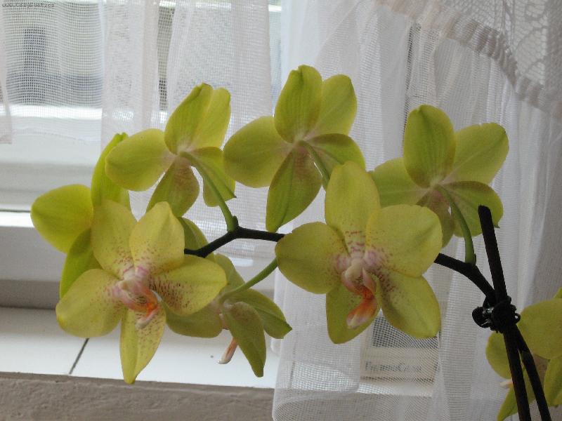 Foto: Orchidea-Babi�ina orchidea