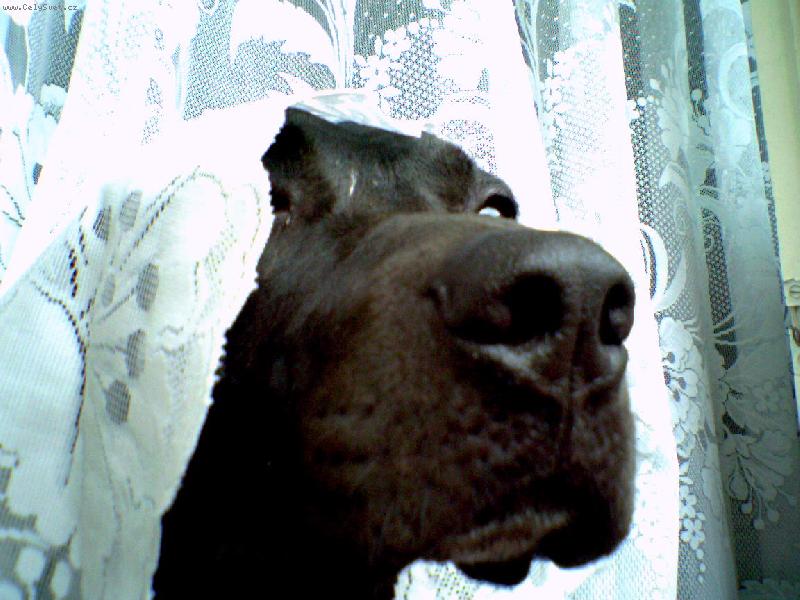 Foto: Sid-princezna