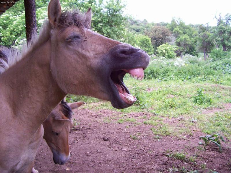 Foto: To je nuda !