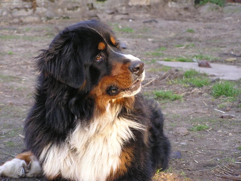 Foto: Apollo