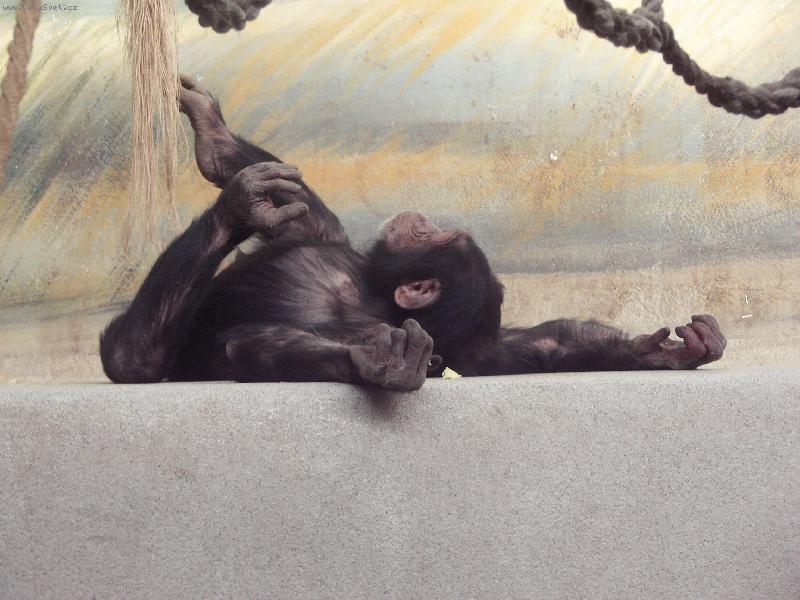 Foto: Siesta