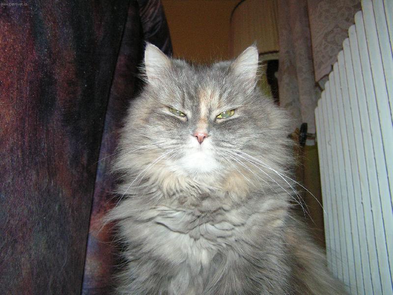 Foto: Jenny-KUK