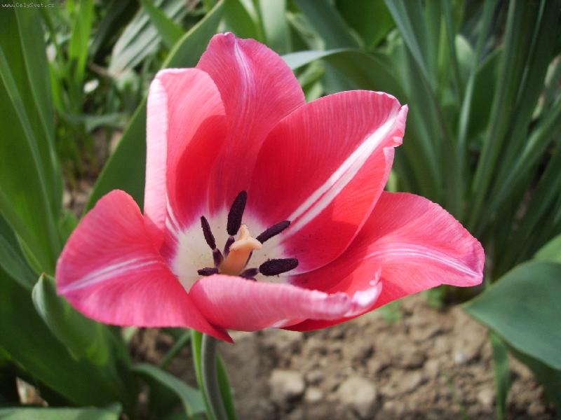 Foto: Tulip�n