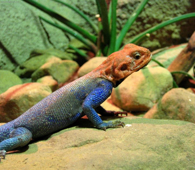Foto: agama