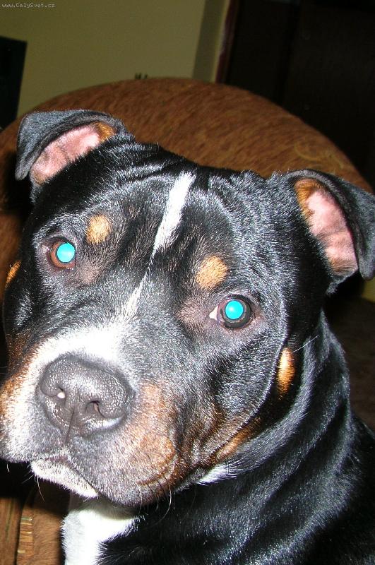Foto: Moris