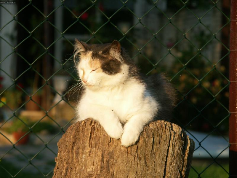 Foto: Siesta